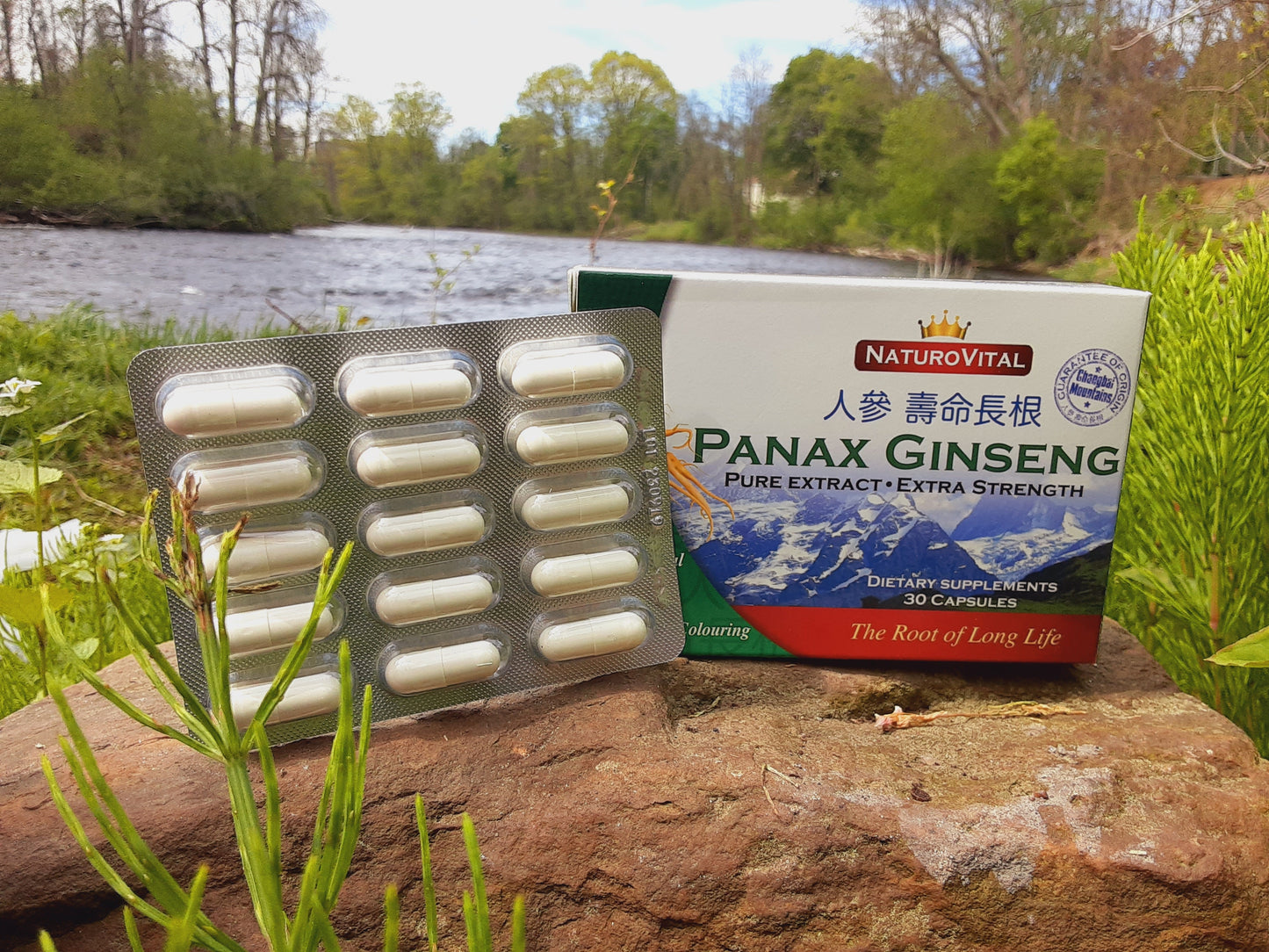 Panax Ginseng
